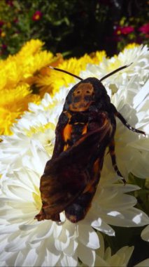 Afrika 'nın baş şahini Acherontia Acherontia atropos. Güney Ukrayna' da, bahçede, çiçeklerin üzerinde kötü yayılmış kanatları olan nadir bulunan bir atmaca güvesi.