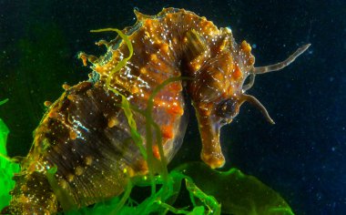 Uzun burunlu erkek deniz atı hipokampüsünün kıyıya yakın yeşil yosunların arasında saklanırken yan görüntüsü Karadeniz