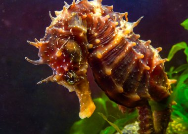 Uzun burunlu erkek deniz atı hipokampüsünün kıyıya yakın yeşil yosunların arasında saklanırken yan görüntüsü Karadeniz