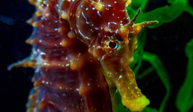 Side view of a male, Long-snouted seahorse Hippocampus hippocampus hiding among green algae near the shore, Black Sea clipart