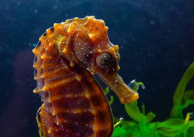 Karadeniz kıyısındaki yeşil yosunların arasında saklanan uzun burunlu deniz atı Hipokampüsünün yan görüntüsü.