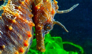 Uzun burunlu erkek deniz atı hipokampüsünün kıyıya yakın yeşil yosunların arasında saklanırken yan görüntüsü Karadeniz