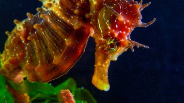 Uzun burunlu erkek deniz atı hipokampüsünün kıyıya yakın yeşil yosunların arasında saklanırken yan görüntüsü Karadeniz