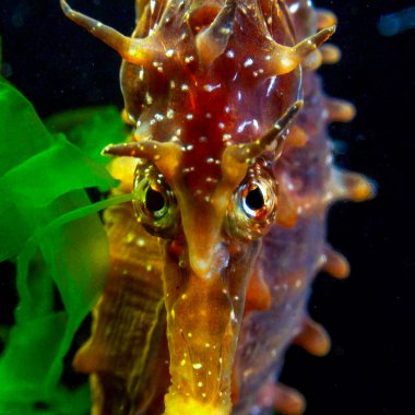 Erkek, uzun burunlu deniz atı hipokampüsünün ön görüntüsü kıyıya yakın yeşil algler arasında saklanıyor, Karadeniz.