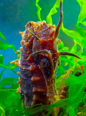 Erkek, uzun burunlu deniz atı hipokampüsünün ön görüntüsü kıyıya yakın yeşil algler arasında saklanıyor, Karadeniz.