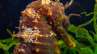 Uzun burunlu erkek deniz atı hipokampüsünün kıyıya yakın yeşil yosunların arasında saklanırken yan görüntüsü Karadeniz