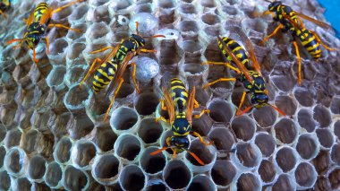 Paper wasp Polistes gallicus - Wasp nest with larvae and pupae in paper honeycomb clipart