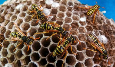 Paper wasp Polistes gallicus - Wasp nest with larvae and pupae in paper honeycomb clipart