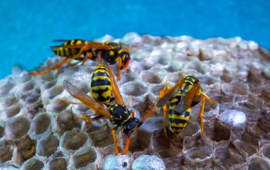 Paper wasp Polistes gallicus - Wasp nest with larvae and pupae in paper honeycomb clipart