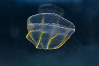 Black Sea, Jellyfish Beroe ovata - devouring Mnemiopsis leidy. Combine jelly digesting caught comb jelly Mnemiopsis, comb plates glistening in the light clipart