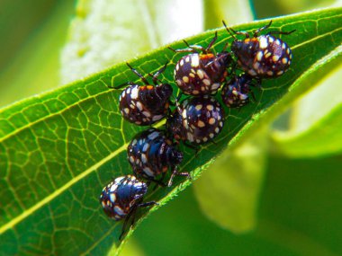 Yeşil sebze böceği Nezara viridula - larva, yeşil yapraklı genç böcekler, Ukrayna