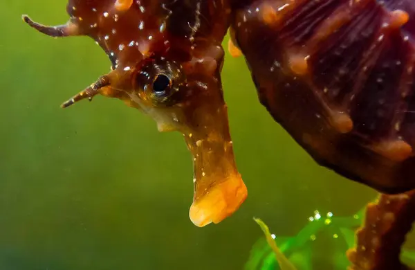 Uzun burunlu erkek deniz atı hipokampüsünün kıyıya yakın yeşil yosunların arasında saklanırken yan görüntüsü Karadeniz