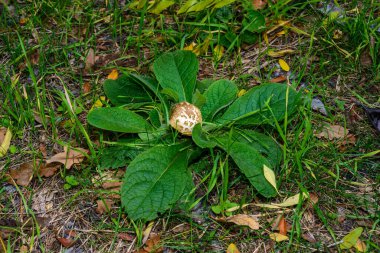 Bahçedeki yeşil çimlerin ve yaprakların arasında yenilebilir tüp mantarlar, Ukrayna