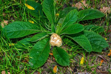 Edible tubular mushroom among a rosette of leaves and green grass in the garden, Ukraine clipart