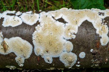 Postia sp. (Postia undosa), Ukrayna 'da eski çürümüş bir ağaç gövdesindeki yenilemez ağaç mantarı.