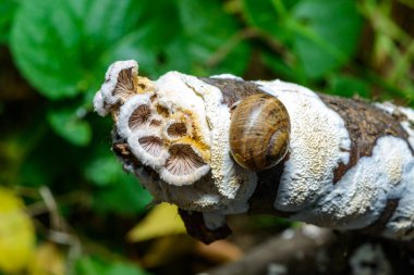 Bölünmüş solungaç mantarlı şizofreni komünü - Ukrayna 'da çürümüş bir kütükte ahşap yok eden mantar türü