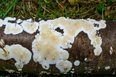 Postia sp. (Postia undosa), Ukrayna 'da eski çürümüş bir ağaç gövdesindeki yenilemez ağaç mantarı.