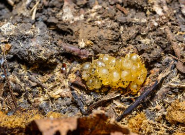 Çürümüş bir meşe ağacının gövdesinin altındaki salyangoz yumurtaları, Ukrayna
