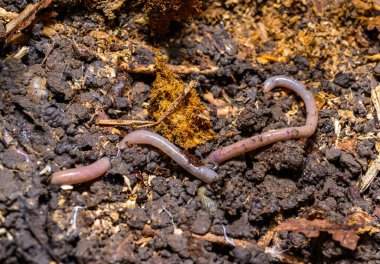 Ukrayna 'da eski bir ağacın kütüğünün altında yerdeki bir delikte kızıl toprak solucanı.