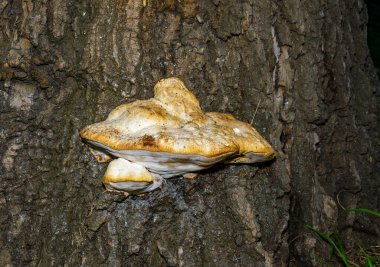 Sahte tinder mantarı, Tinder polypore Fomes fomentarius - Ukrayna 'nın yaşlı ağaç kütüğündeki ahşap yok eden mantar türü