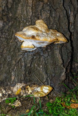Sahte tinder mantarı, Tinder polypore Fomes fomentarius - Ukrayna 'nın yaşlı ağaç kütüğündeki ahşap yok eden mantar türü
