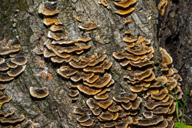 Çoklu gözenekli mantar Trametes versicolor - Ukrayna 'daki eski çürük ağaç gövdesi üzerinde ağaç mantarı