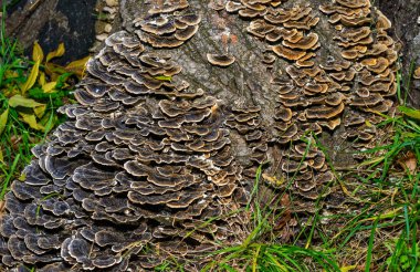 Çoklu gözenekli mantar Trametes versicolor - Ukrayna 'daki eski çürük ağaç gövdesi üzerinde ağaç mantarı