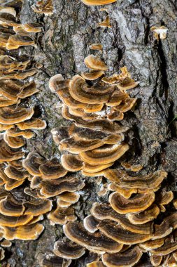 Çoklu gözenekli mantar Trametes versicolor - Ukrayna 'daki eski çürük ağaç gövdesi üzerinde ağaç mantarı