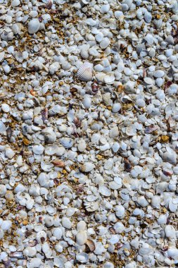 White dry shells of bivalve mollusks Lentidium on the shore in storm throw-ups, Kuyalnik estuary, Ukraine clipart