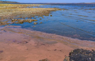 Artemia salina eggs floating near the shore in the hypersaline estuary of Kuyalnik, Odessa region clipart