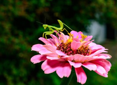 Hiyerodula transkafkasica - Ukrayna 'da pembe çiçeklerde uçan böcekleri avlayan genç yeşil peygamberdevesi
