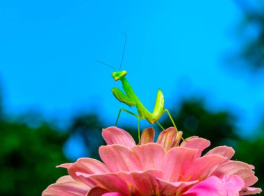 Hiyerodula transkafkasica - Ukrayna 'da pembe çiçeklerde uçan böcekleri avlayan genç yeşil peygamberdevesi