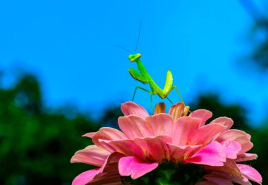 Hiyerodula transkafkasica - Ukrayna 'da pembe çiçeklerde uçan böcekleri avlayan genç yeşil peygamberdevesi