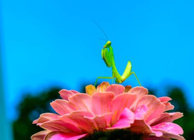 Hierodula transcaucasica - young green praying mantis hunting flying insects on pink flower, Ukraine clipart