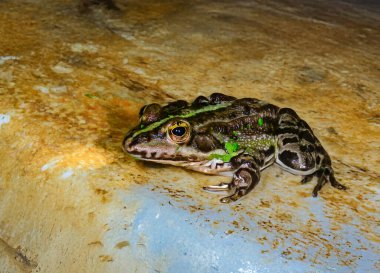 The marsh frog Pelophylax ridibundus, Ukraine clipart