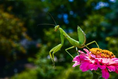 Hierodula transcaucasica - young green praying mantis hunting flying insects on pink flower, Ukraine clipart