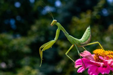 Hierodula transcaucasica - young green praying mantis hunting flying insects on pink flower, Ukraine clipart