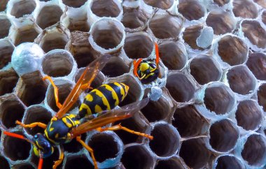 Kağıt eşekarısı, armut çiçekleri, larva ve pupayla kaplanmış kağıt bal peteği..