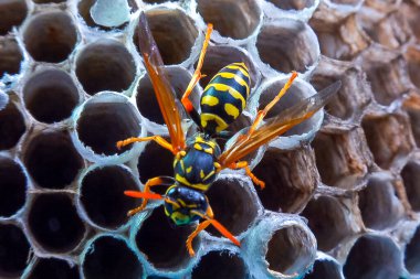 Paper wasp Polistes gallicus - Wasp nest with larvae and pupae in paper honeycomb. clipart