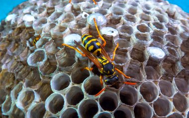 Paper wasp Polistes gallicus - Wasp nest with larvae and pupae in paper honeycomb. clipart