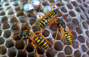 Paper wasp Polistes gallicus - Wasp nest with larvae and pupae in paper honeycomb. clipart