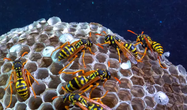 Kağıt eşekarısı, armut çiçekleri, larva ve pupayla kaplanmış kağıt bal peteği..