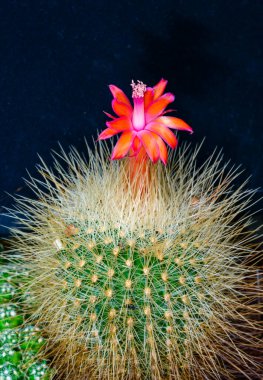 Matucana roseoalba - blooming pink flower cactus from the botanical collection clipart