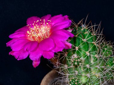 Sulkorebutia sp. - Odessa, Ukrayna 'da botanik koleksiyonunda pembe bir çiçekle açan bir kaktüs.