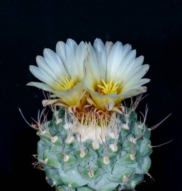 Strombocactus müridi. Botanik koleksiyonunda sarı ya da krema çiçeğiyle açan kaktüs. Odessa, Ukrayna.