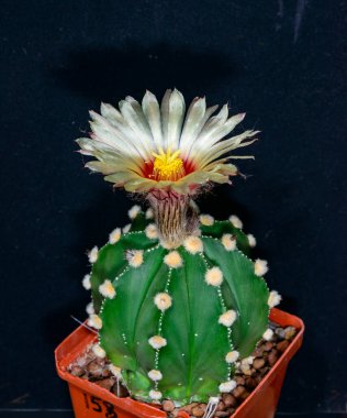 Astrophytum capas hybrid - Ukrayna 'da bir koleksiyondaki kırmızı çiçekli dikensiz kaktüs.