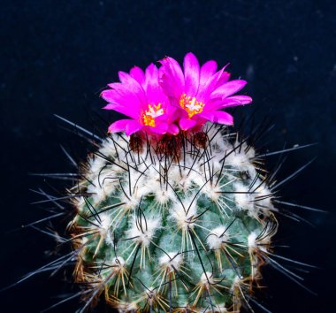 Gymnocactus viereckii - botanik koleksiyonunda pembe bir çiçekle açan bir kaktüs, Odessa, Ukrayna