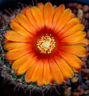 Yellow flower of Mammillaria cactus with yellow stamens and pistil in the botanical collection, Odessa clipart