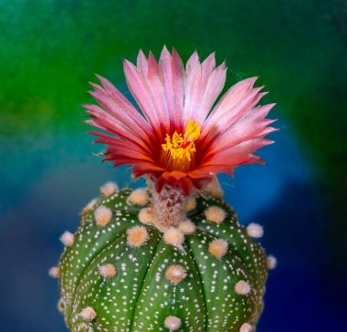 Astrophytum asterias - a red flowered thornless cactus in a collection, Ukraine clipart