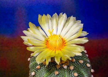 Astrophytum capas hybrid - a red flowered thornless cactus in a collection, Ukraine clipart